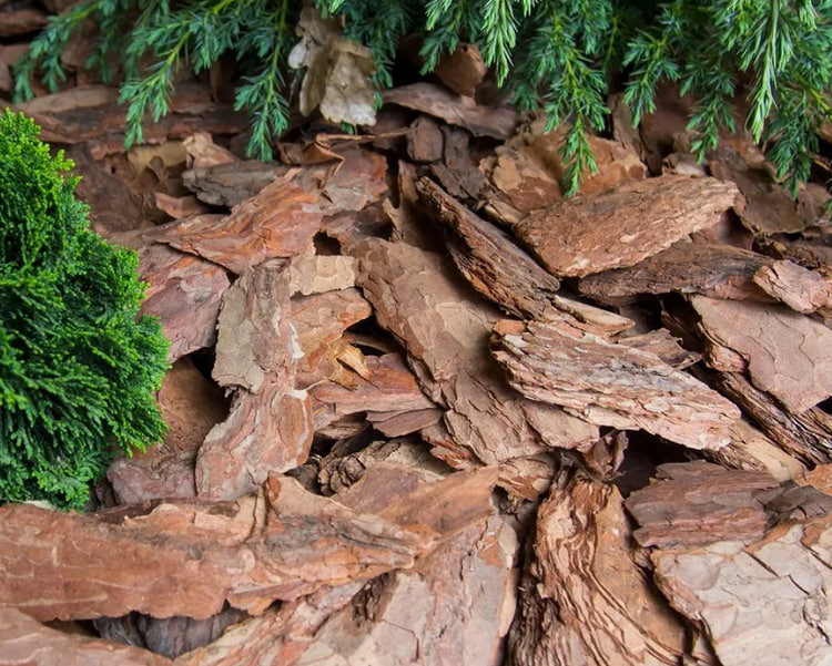 5 причин заменить опилки и солому на сосновую кору